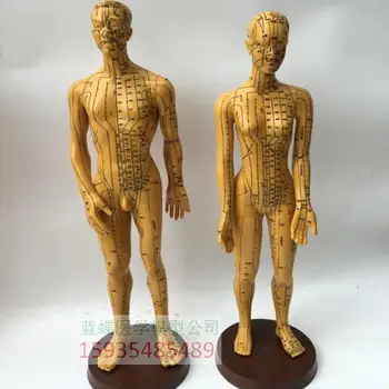 ľudské 50 cm muž /žena 48 cm model jasné Body známka Akupunktúra a Moxování model Vyučovania
