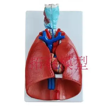 krku, srdca, pľúc Anatomický Model Dýchacieho systému Zdravotníckych výučby model 36x23x12CM doprava zadarmo oido anatomico